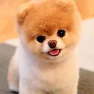 Meet your Posher, Zoe